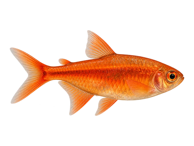 Ember Tetra