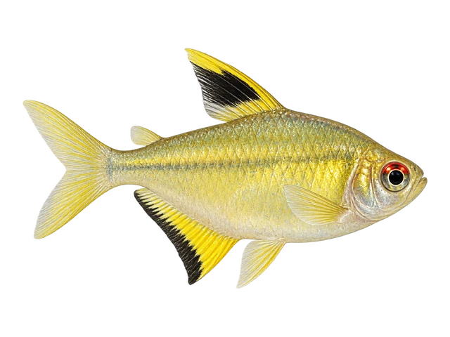 Lemon Tetra