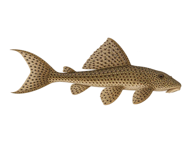Suriname Pleco