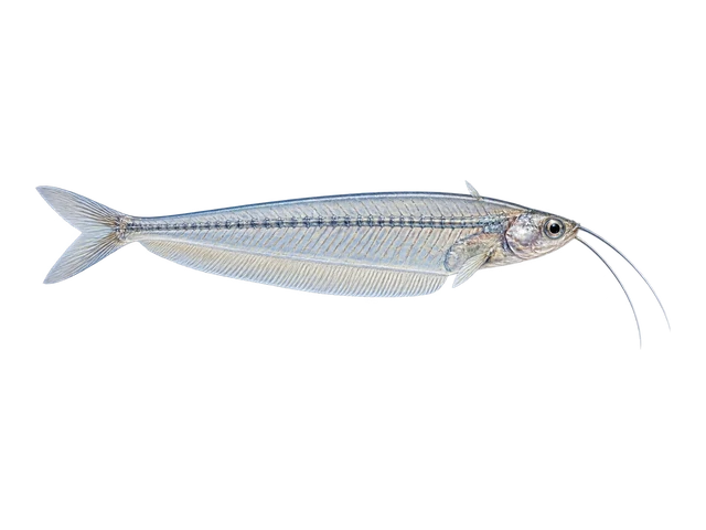 Glass Catfish