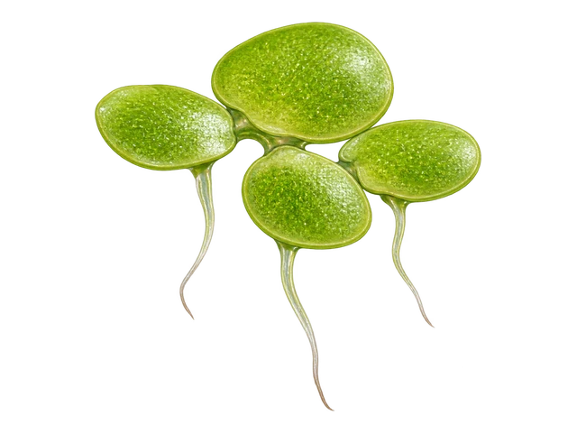 Duckweed