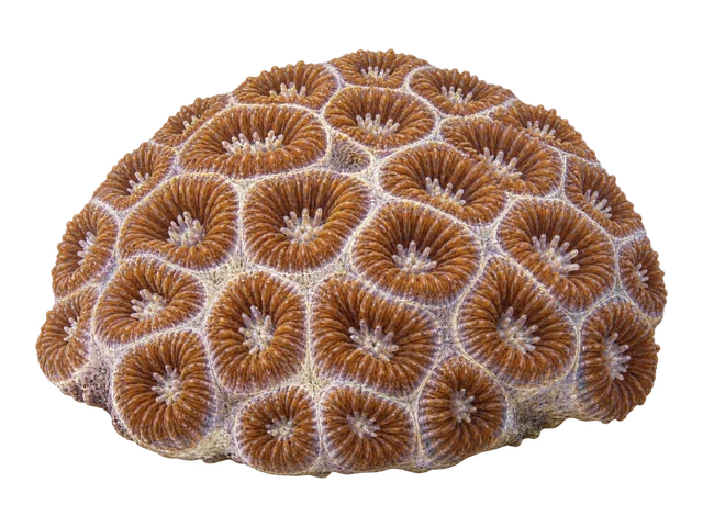 Leptastrea
