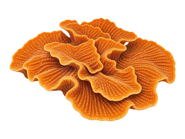 Orange Leptoseris