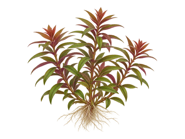 Limnophila Aromatica