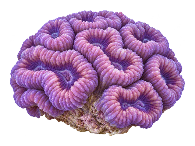 Lobophyllia Corymbosa