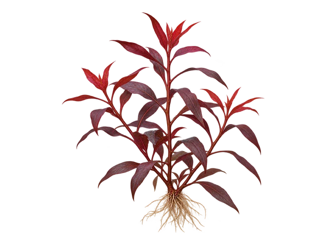 Ludwigia Glandulosa