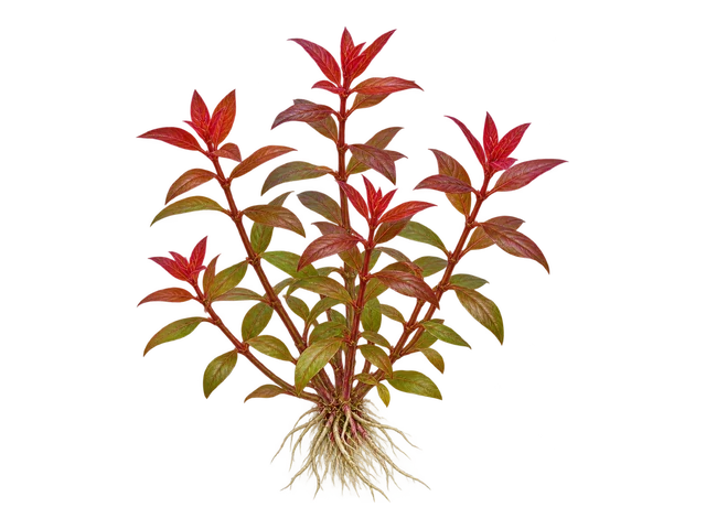 Ludwigia Palustris
