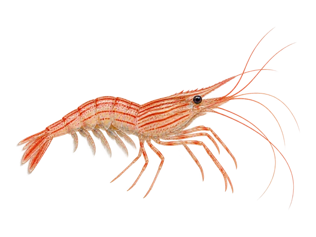 Peppermint Shrimp