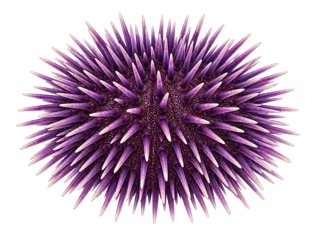 Pincushion Urchin