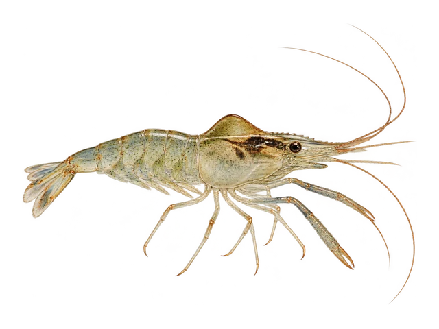 Indian Whisker Shrimp