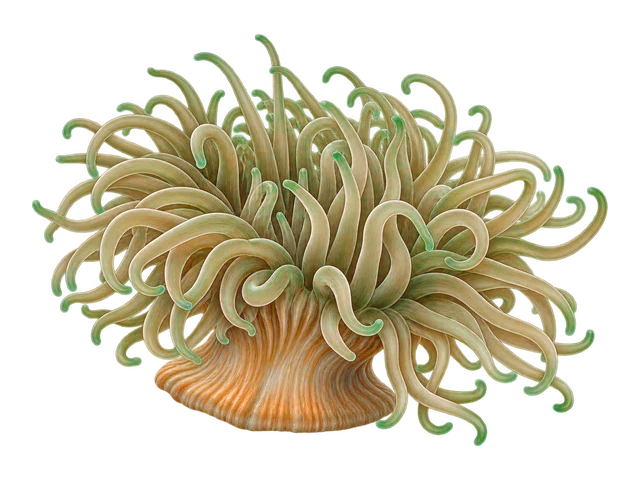 Long Tentacle Anemone