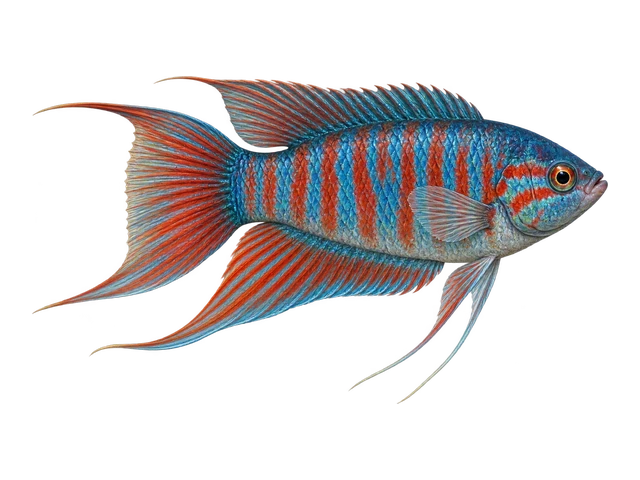 Paradise Fish