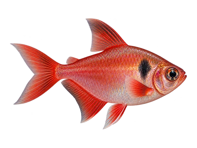 Red Phantom Tetra