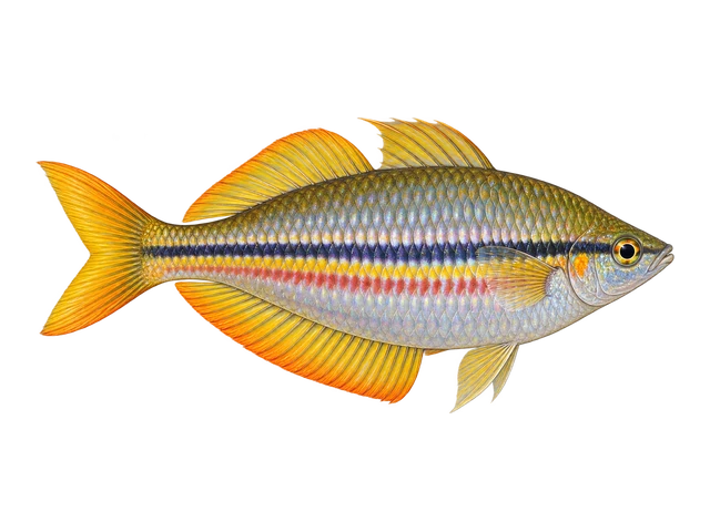 Australian Rainbowfish