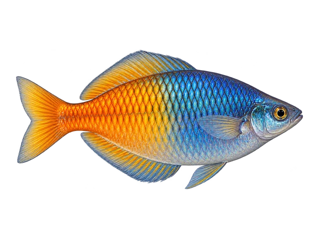 Boesemani Rainbowfish