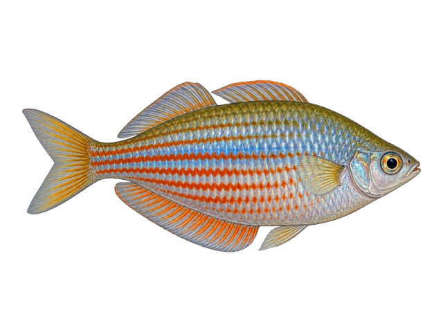 Dorityi Rainbowfish