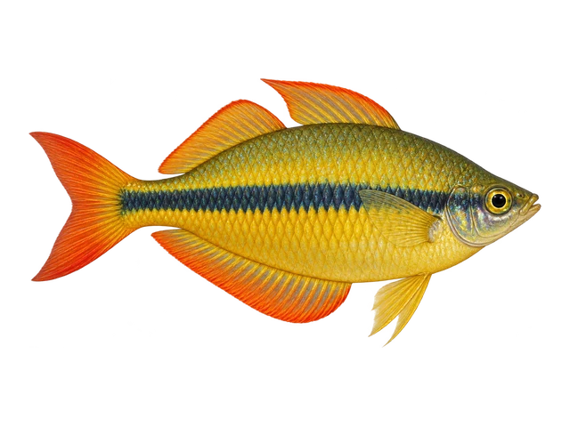 Axelrod's Rainbowfish (Yellow Rainbow)