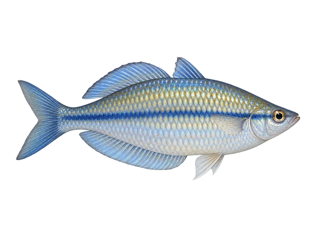 Kamaka Rainbowfish