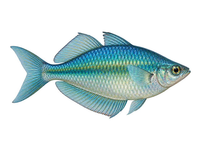 Turquoise Rainbowfish