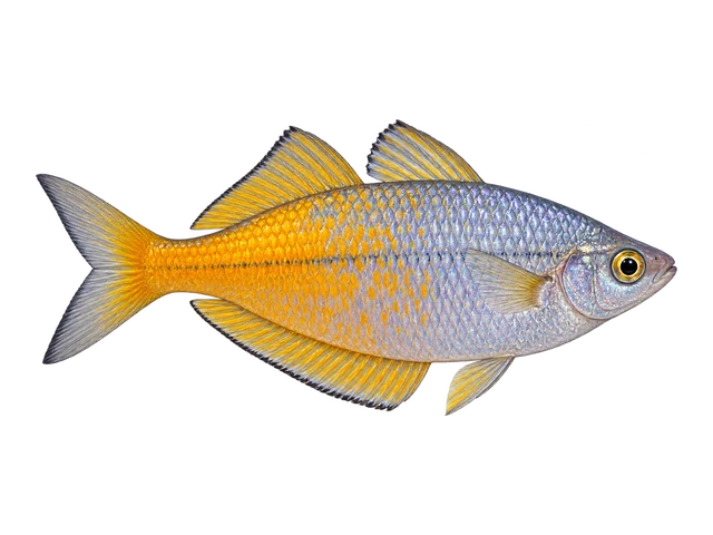 Parkinsoni Rainbowfish