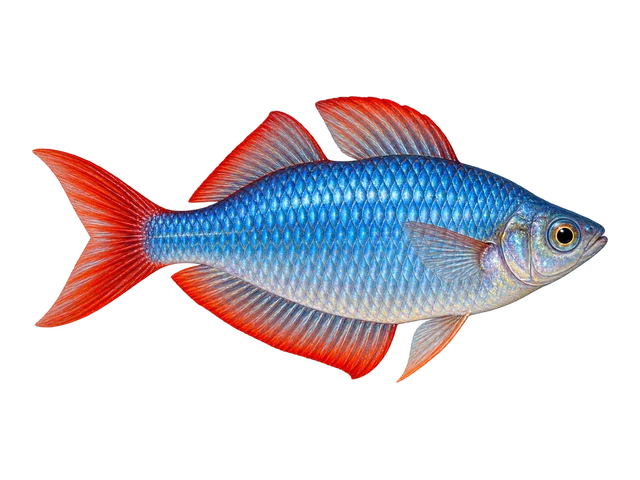 Dwarf Neon Rainbowfish