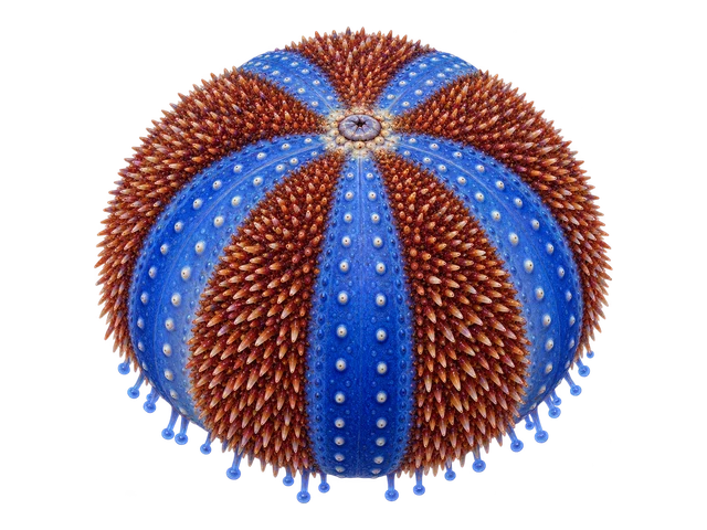 Tuxedo Urchin