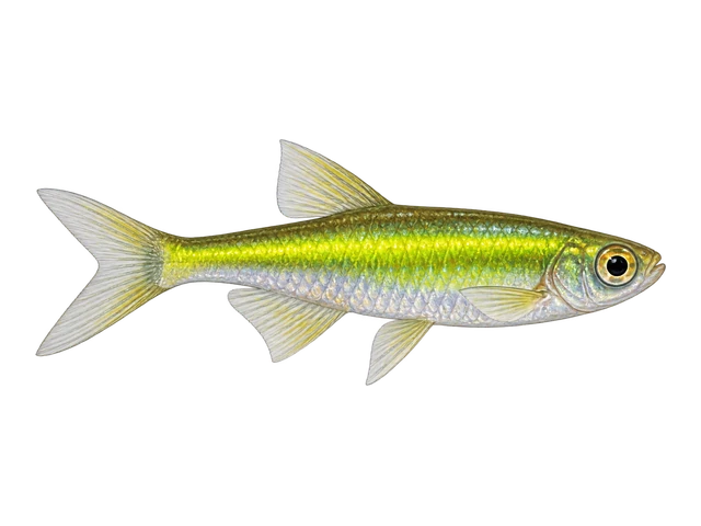 Kubotai Rasbora