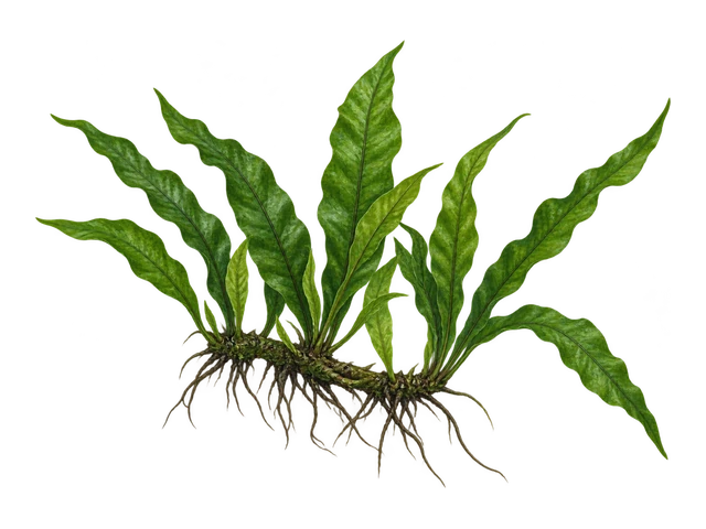 Java Fern