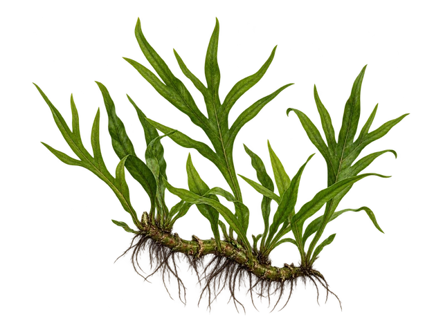 Java Fern Trident