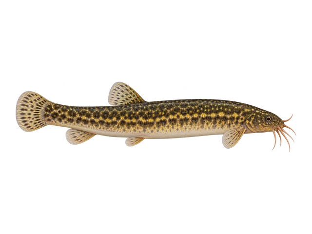Dojo Loach
