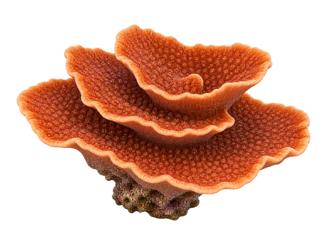 Plating Montipora
