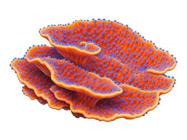 Sunset Montipora