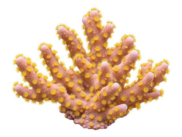 Montipora Setosa