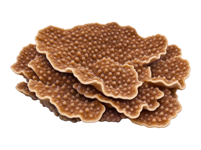 Montipora Spongodes