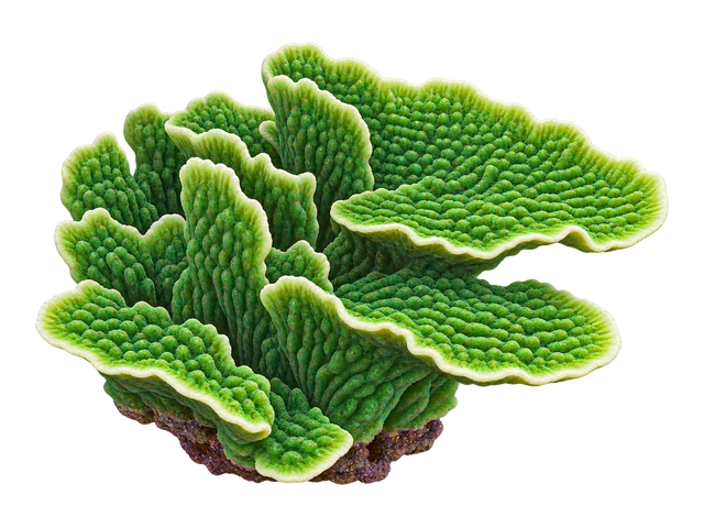 Montipora Undata