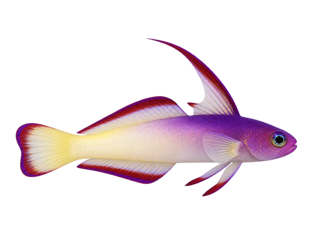 Purple Firefish