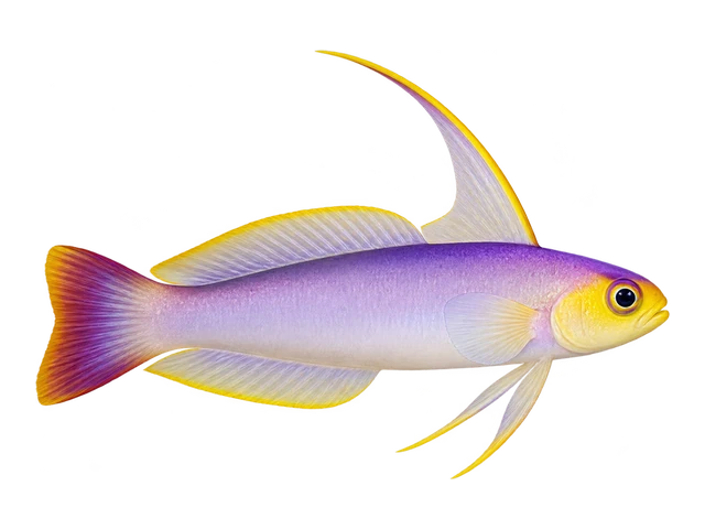 Helfrich's Firefish