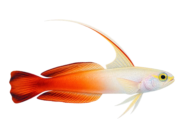 Firefish Goby