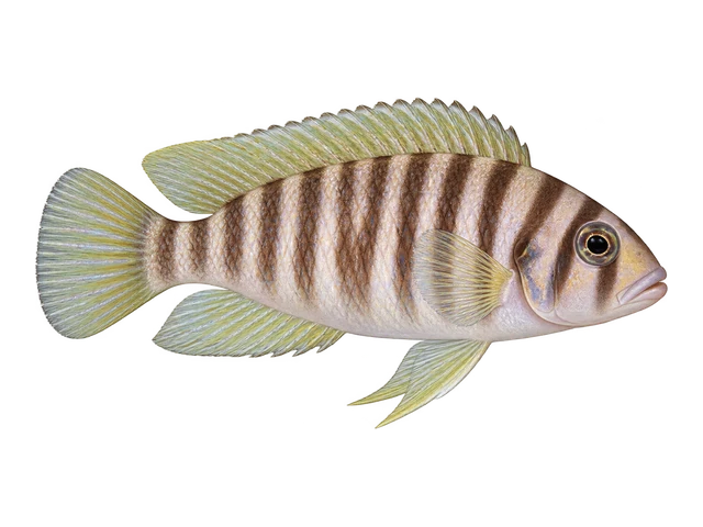 Multifasciatus Shell Dweller