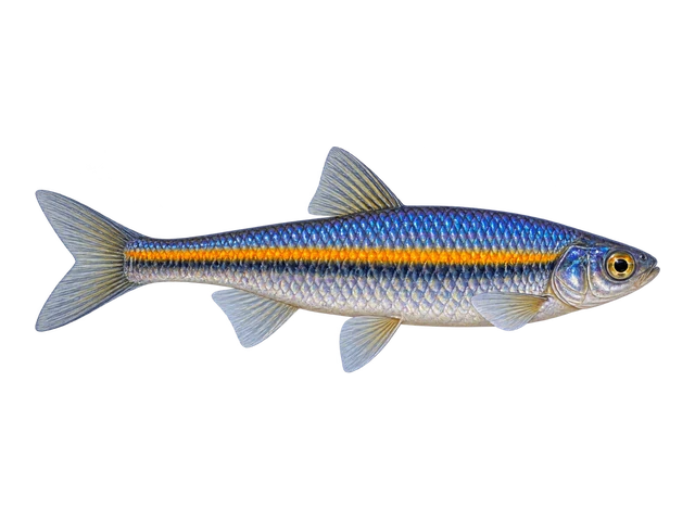 Rainbow Shiner