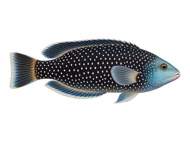 Dragon Wrasse