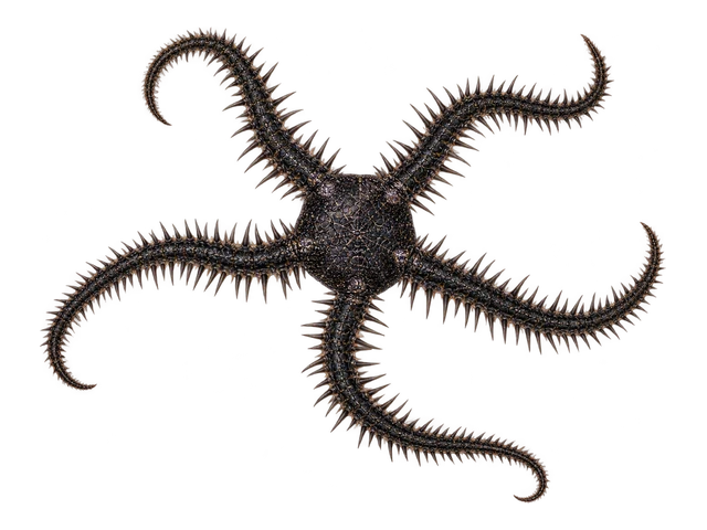 Black Brittle Star