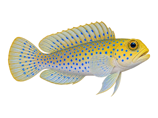 Blue-spotted Jawfish