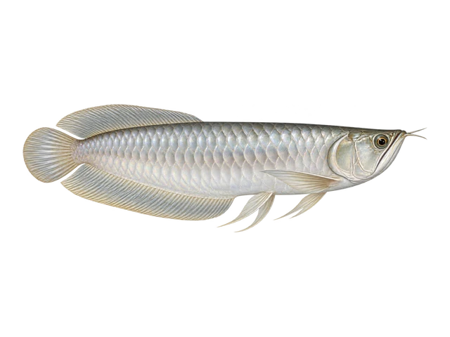 Silver Arowana
