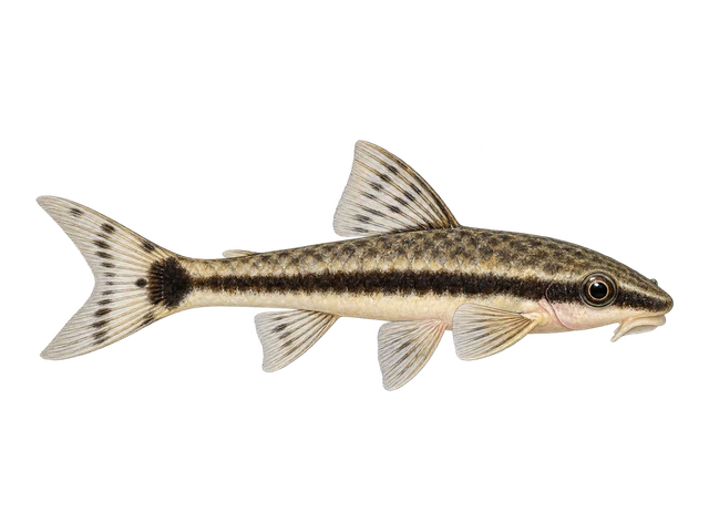Otocinclus