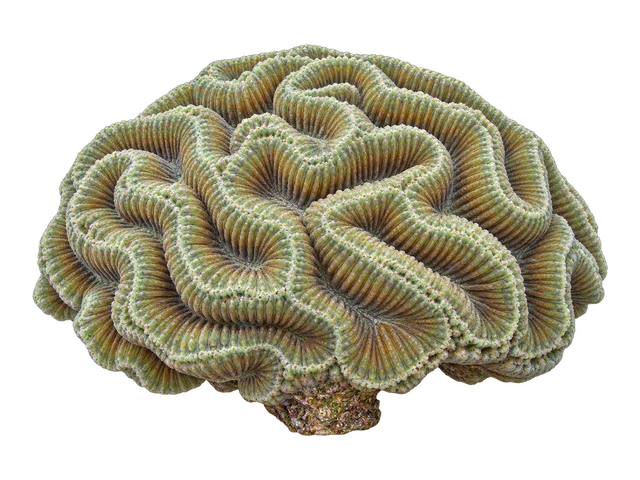 Oulophyllia Brain Coral