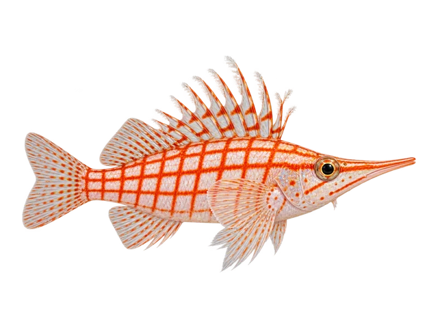 Longnose Hawkfish