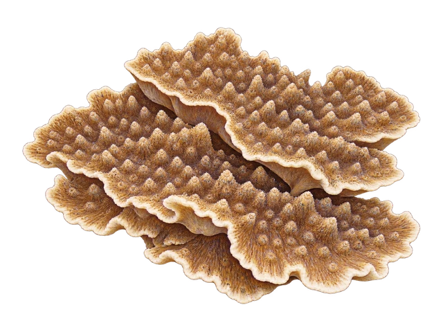 Oxypora Chalice
