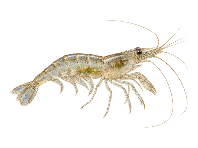 Ghost Shrimp