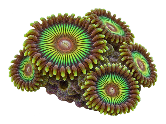 Palythoa Grandis